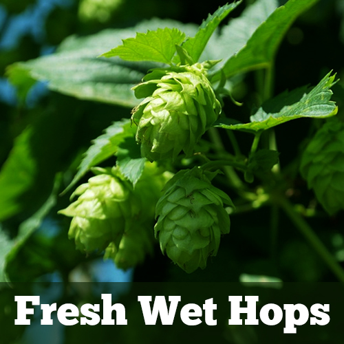 Picture 9: Close-up of fresh hops
